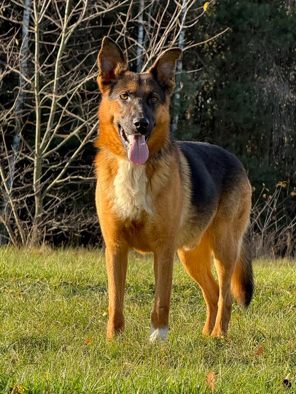 Pies do adopcji, Pieczyska, 11 listopada 2025 (4/5)