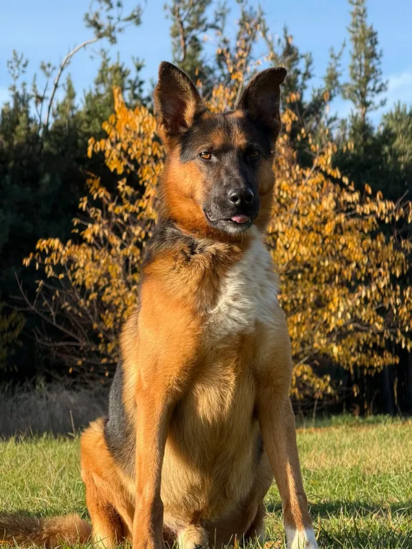 Pies do adopcji, Pieczyska, 11 listopada 2025 (5/5)