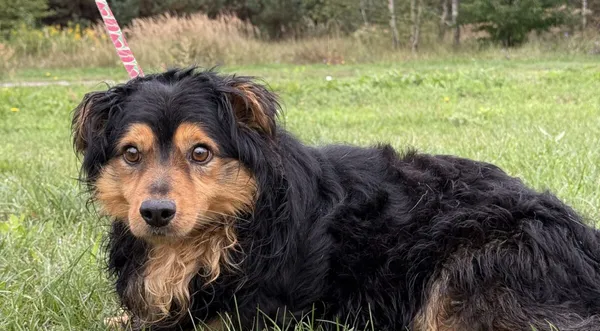 Pies do adopcji, Pieczyska, 11 listopada 2025 (1/4)