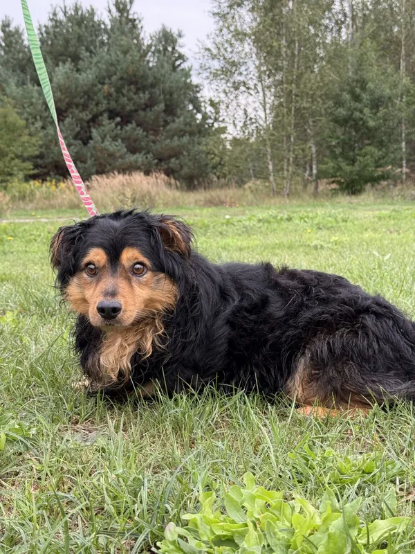 Pies do adopcji, Pieczyska, 11 listopada 2025 (2/4)