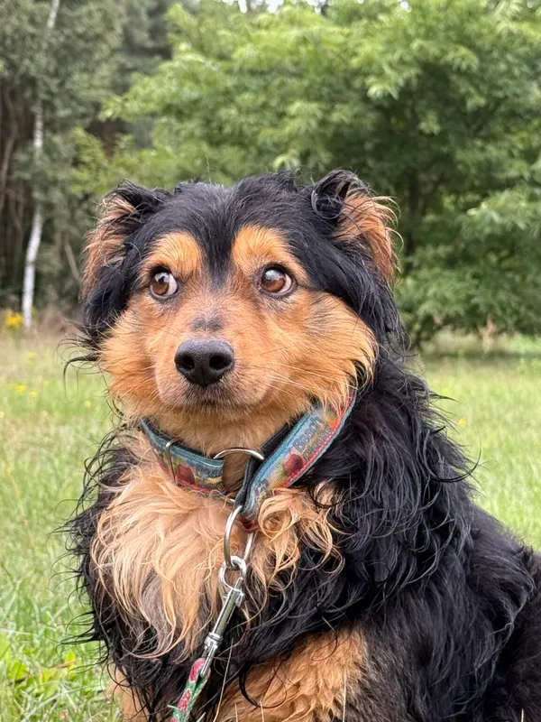 Pies do adopcji, Pieczyska, 11 listopada 2025 (3/4)