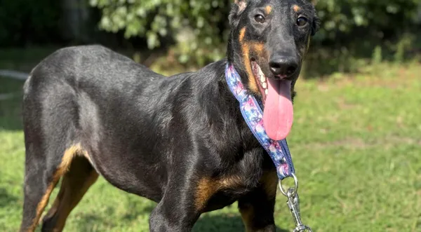 Pies do adopcji, Pieczyska, 11 listopada 2025 (1/4)