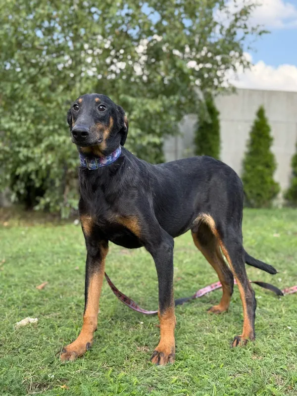 Pies do adopcji, Pieczyska, 11 listopada 2025 (2/4)