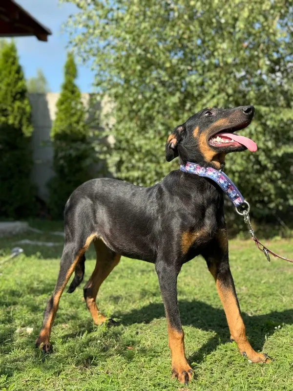 Pies do adopcji, Pieczyska, 11 listopada 2025 (3/4)