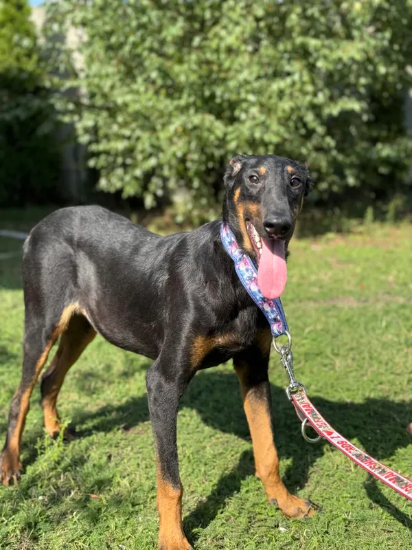 Pies do adopcji, Pieczyska, 11 listopada 2025 (4/4)