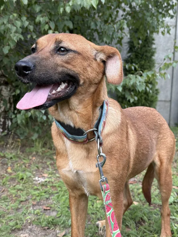 Pies do adopcji, Pieczyska, 11 listopada 2025 (4/4)