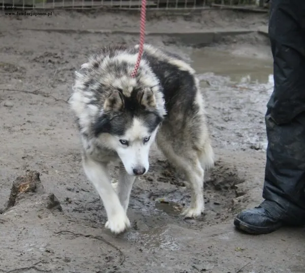 Pies do adopcji, Nowy Dwór Mazowiecki, 10 listopada 2025 (1/5)
