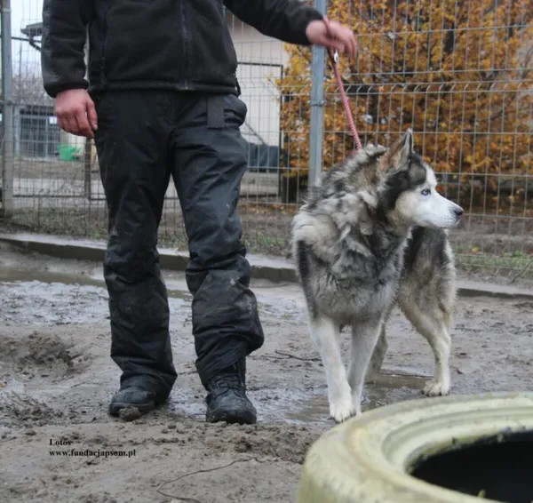 Pies do adopcji, Nowy Dwór Mazowiecki, 10 listopada 2025 (3/5)