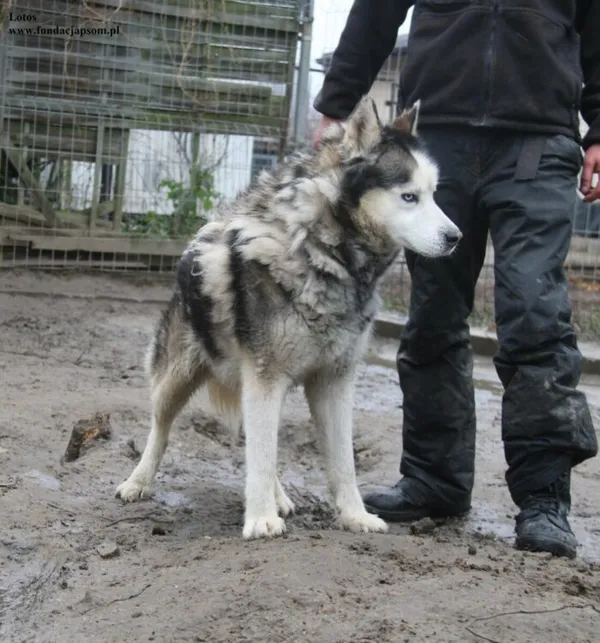 Pies do adopcji, Nowy Dwór Mazowiecki, 10 listopada 2025 (4/5)