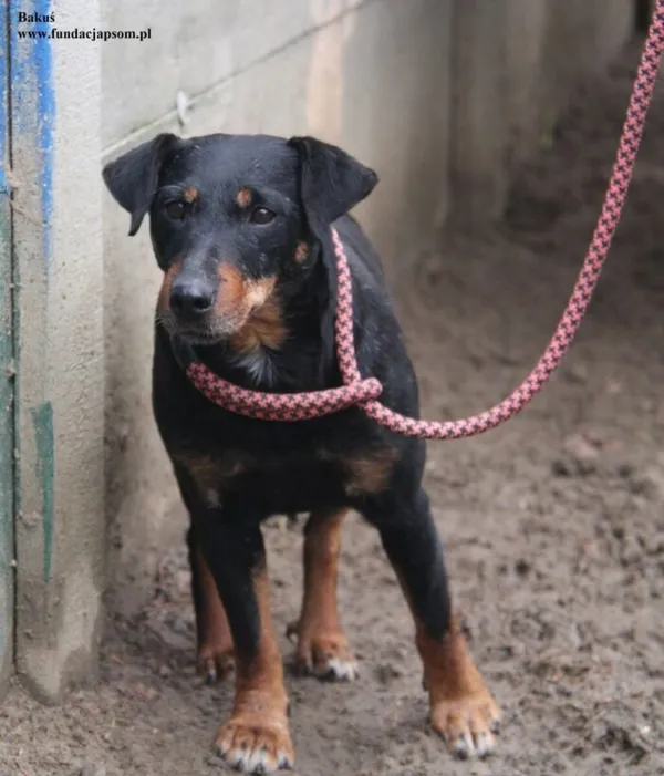 Pies do adopcji, Nowy Dwór Mazowiecki, 10 listopada 2025 (2/5)