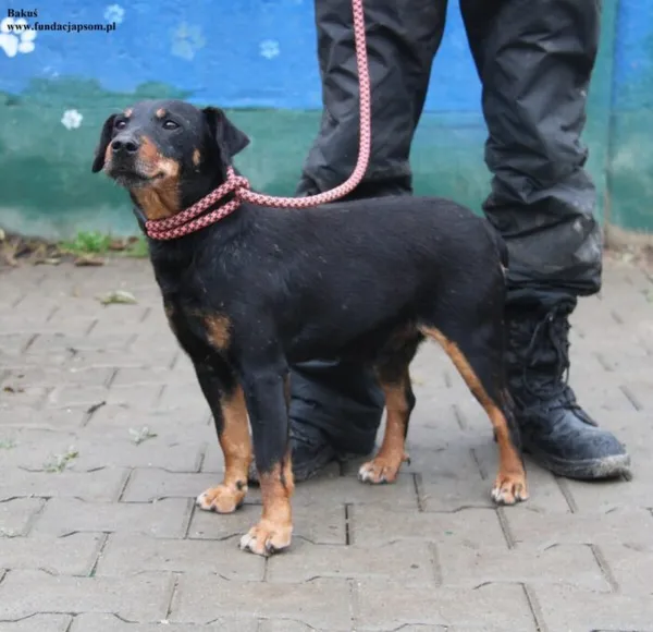 Pies do adopcji, Nowy Dwór Mazowiecki, 10 listopada 2025 (4/5)