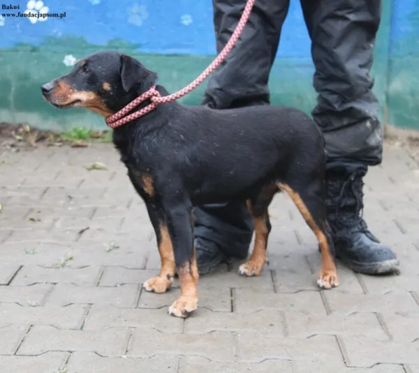 Pies do adopcji, Nowy Dwór Mazowiecki, 10 listopada 2025 (5/5)