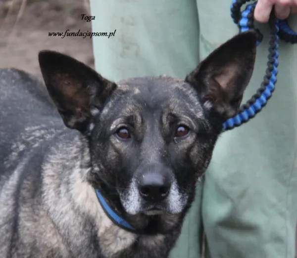 Pies do adopcji, Nowy Dwór Mazowiecki, 13 listopada 2024 (1/4)