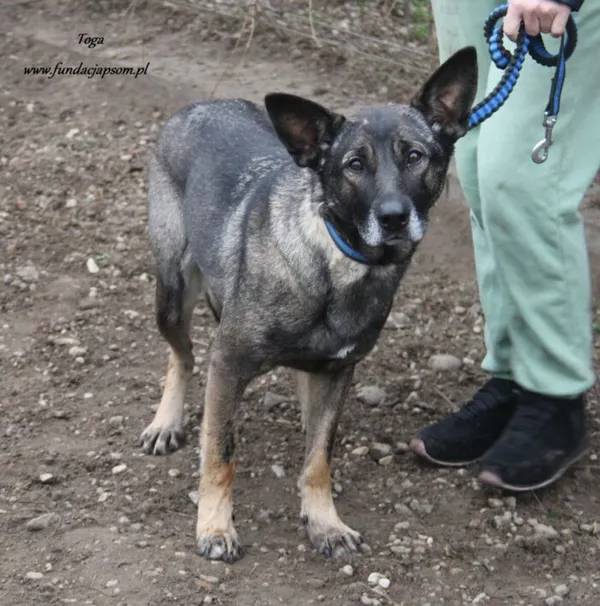 Pies do adopcji, Nowy Dwór Mazowiecki, 13 listopada 2024 (4/4)