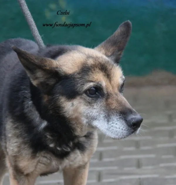 Pies do adopcji, Nowy Dwór Mazowiecki, 9 listopada 2024 (1/4)