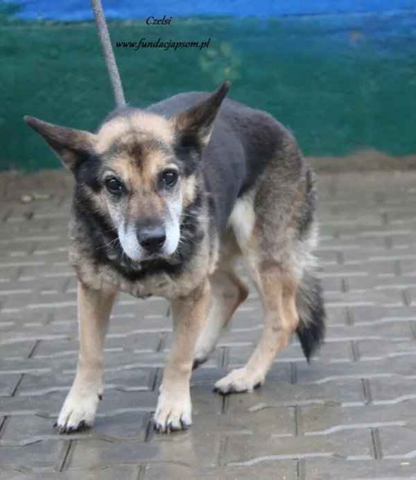 Pies do adopcji, Nowy Dwór Mazowiecki, 9 listopada 2024 (4/4)