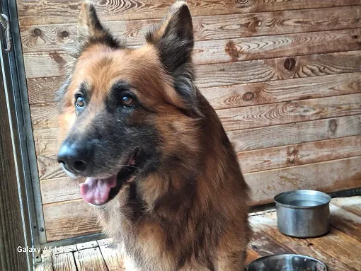 Pies do adopcji, Orzechowce, 12 listopada 2025 (1/3)