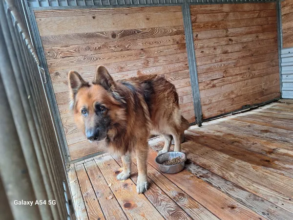 Pies do adopcji, Orzechowce, 12 listopada 2025 (2/3)