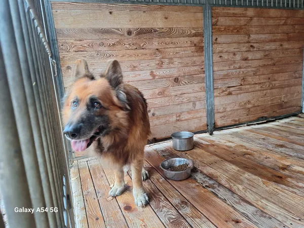 Pies do adopcji, Orzechowce, 12 listopada 2025 (3/3)