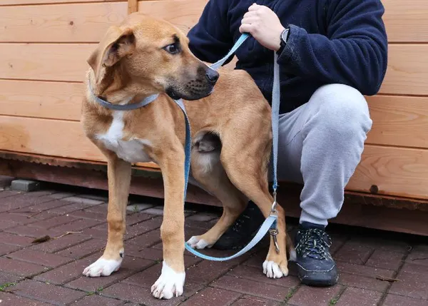 Znaleziono psa, Łódź, 12 listopada 2025 (3/4)