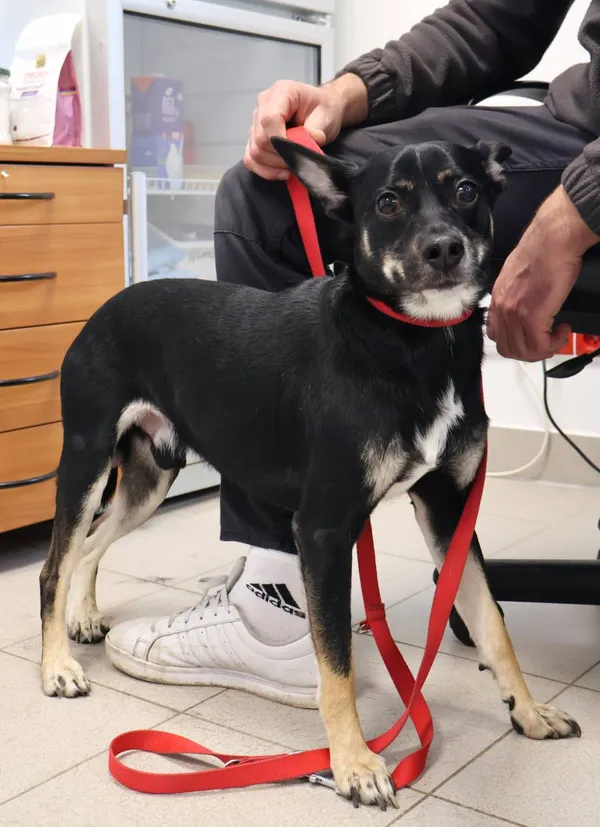 Znaleziono psa, Łódź, 12 listopada 2025 (2/3)