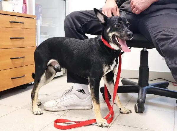 Znaleziono psa, Łódź, 12 listopada 2025 (3/3)