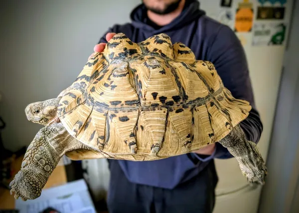 Znaleziono zwierzę, Lublin, 13 października 2025