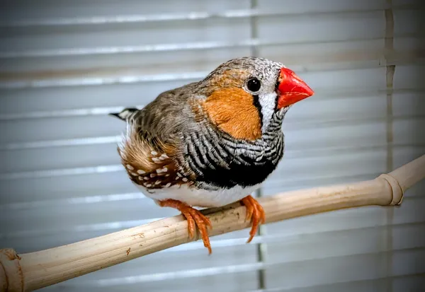 Znaleziono zwierzę, Lublin, 10 listopada 2025