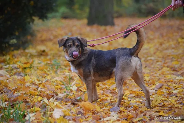 Znaleziono psa, Toruń, 19 października 2025