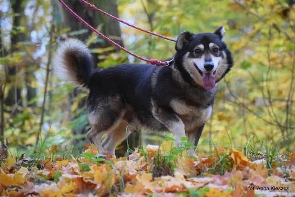 Znaleziono psa, Toruń, 10 października 2025