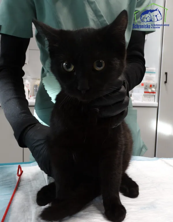 Znaleziono kota, Szczecin, 11 listopada 2025