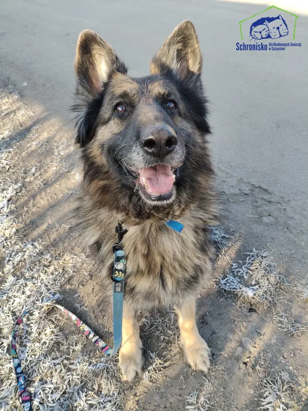 Znaleziono psa, Szczecin, 10 listopada 2025 (1/3)