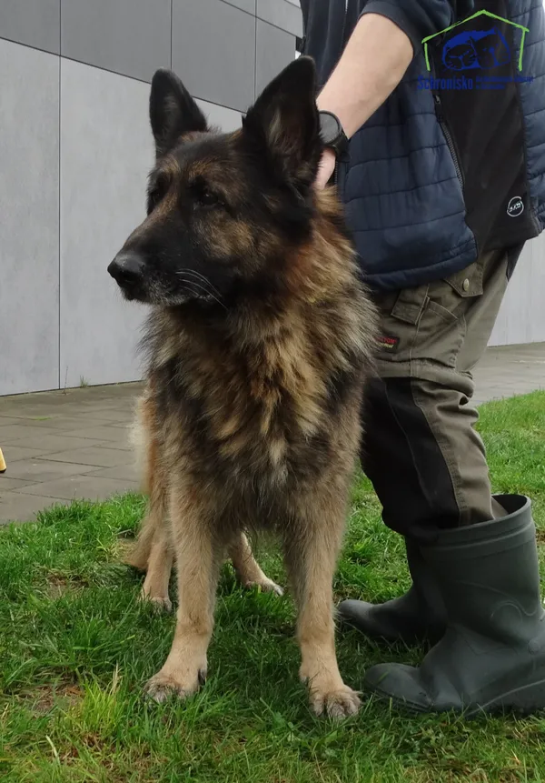 Znaleziono psa, Szczecin, 10 listopada 2025 (2/3)