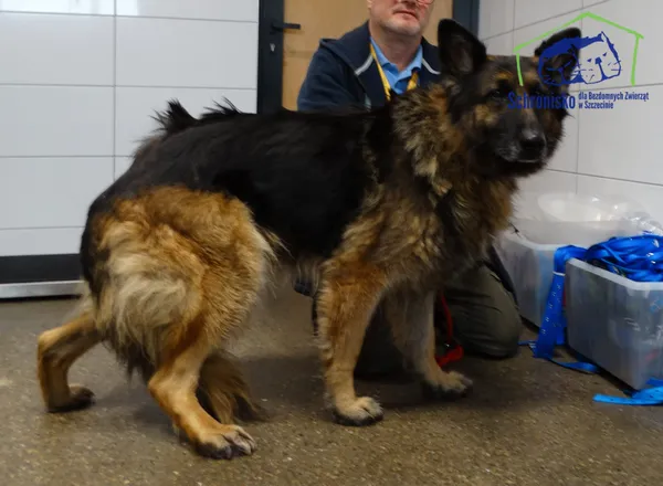 Znaleziono psa, Szczecin, 10 listopada 2025 (3/3)
