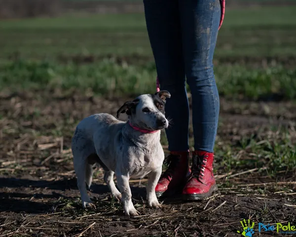 Pies do adopcji, Racławice, 9 listopada 2025 (5/5)