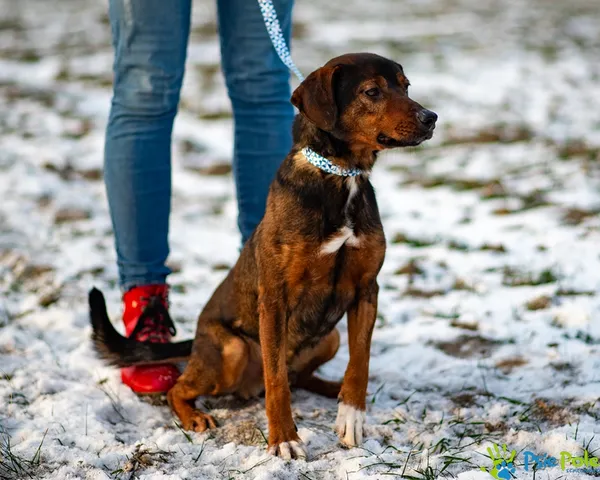 Pies do adopcji, Racławice, 10 listopada 2025 (1/5)