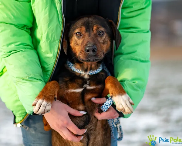 Pies do adopcji, Racławice, 10 listopada 2025 (4/5)