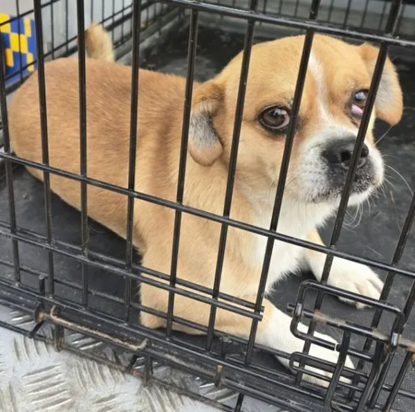 Znaleziono psa, Radom, 10 listopada 2025