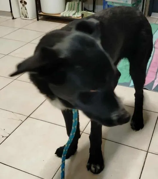 Znaleziono psa, Radom, 9 listopada 2025