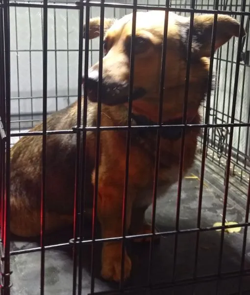 Znaleziono psa, Radom, 9 listopada 2025