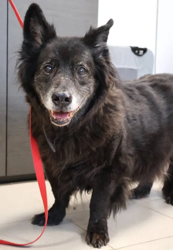 Znaleziono psa, Łódź, 12 listopada 2025 (1/3)