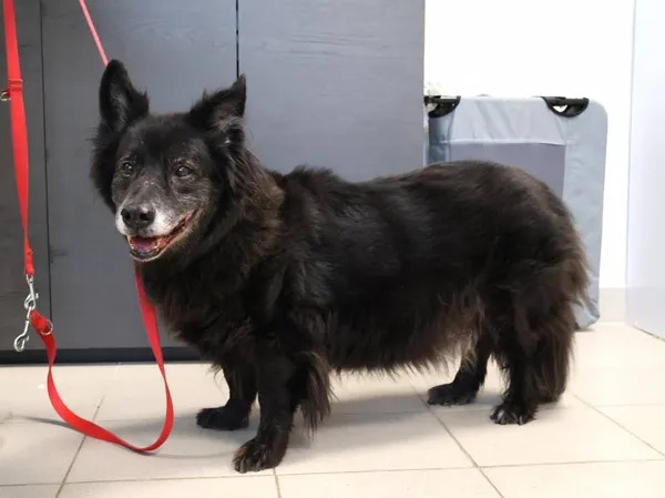 Znaleziono psa, Łódź, 12 listopada 2025 (2/3)