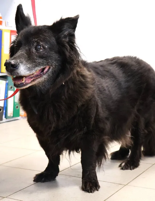 Znaleziono psa, Łódź, 12 listopada 2025 (3/3)