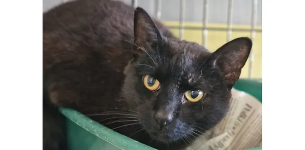 Znaleziono kota, Wrocław, 7 listopada 2025