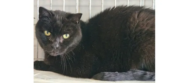 Znaleziono kota, Wrocław, 4 listopada 2025