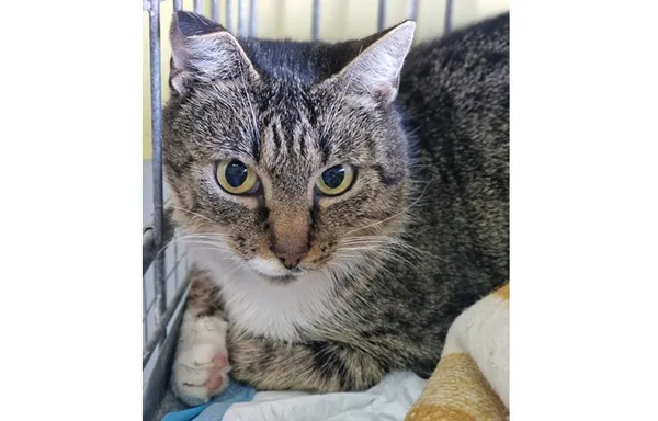 Znaleziono kota, Wrocław, 8 listopada 2025