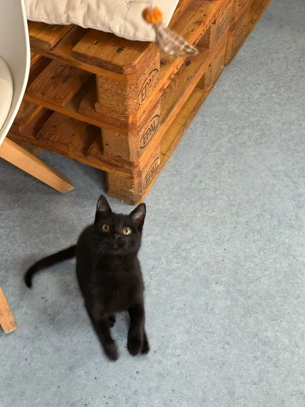 Kot do adopcji, Czartki, 12 listopada 2025 (1/5)