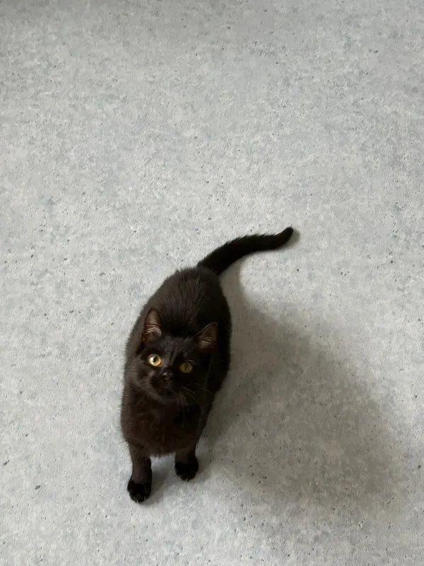 Kot do adopcji, Czartki, 12 listopada 2025 (2/5)