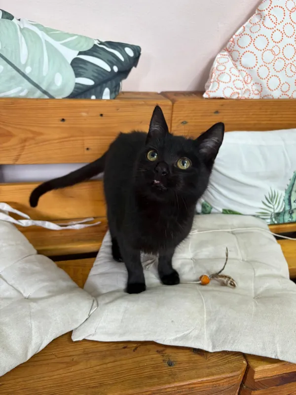 Kot do adopcji, Czartki, 12 listopada 2025 (5/5)