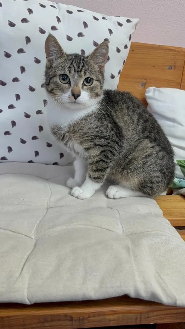 Kot do adopcji, Czartki, 12 listopada 2025 (1/5)